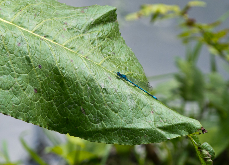 Damsel fly resting on a dock leaf
