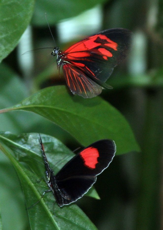 The Cockrell Butterfly Center in The Museum of Natural Sc… | Flickr
