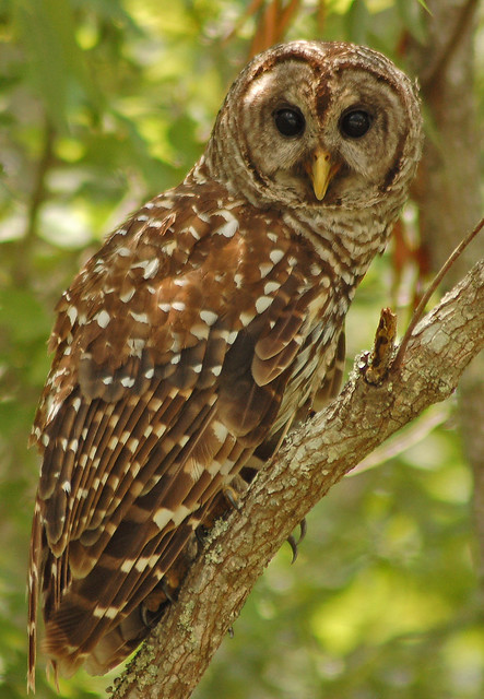 barred owl