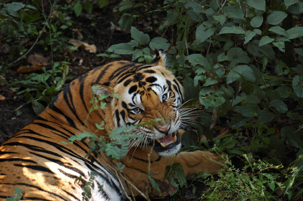 Тигр людоед. Тигры людоеды на Дальнем востоке. Бенгальский тигр людоед.