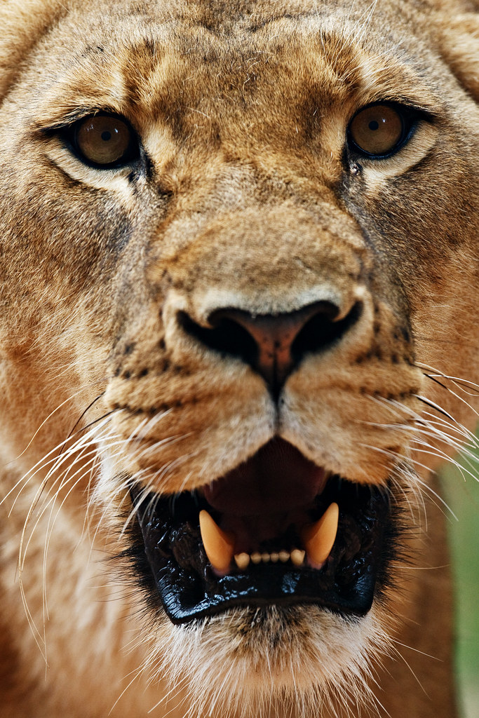Image: The Face of a Lioness