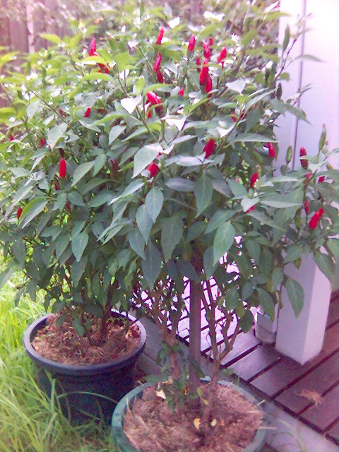 Chilli Tree - a photo on Flickriver