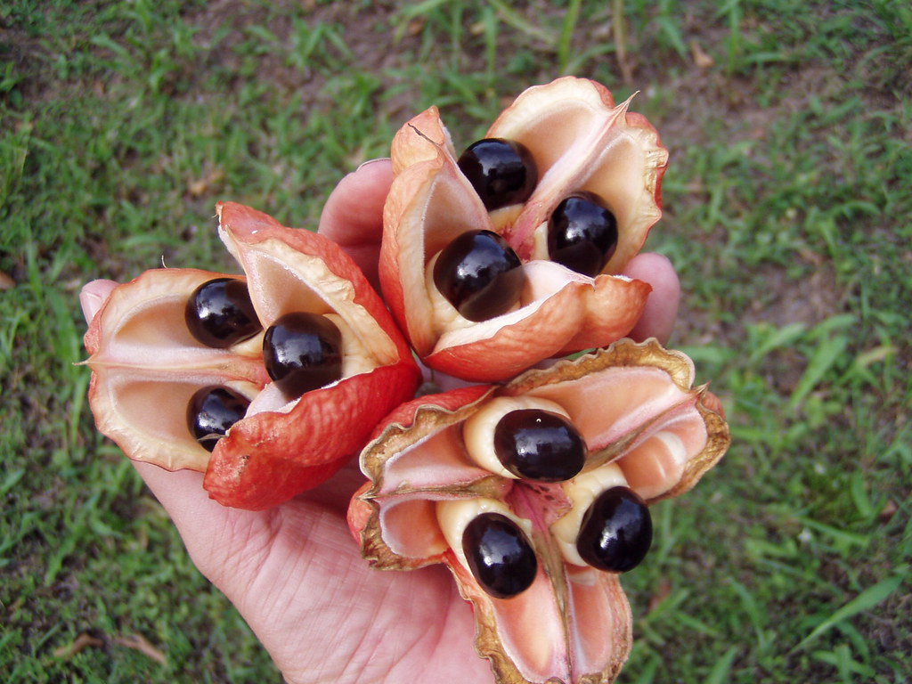Bli_sap1010007 | Ackee fruits just opened. The fruit needs t… | Flickr