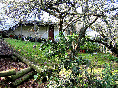 backyard | by jesstherese