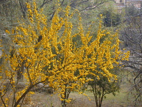 flowers plants primavera argentina spring cordoba aromito mherrero xgivemefive