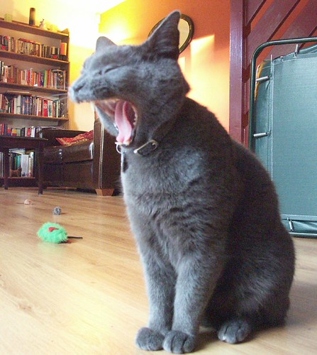 Head splitting yawn | by psmithson
