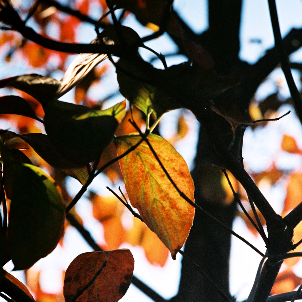 come autumn