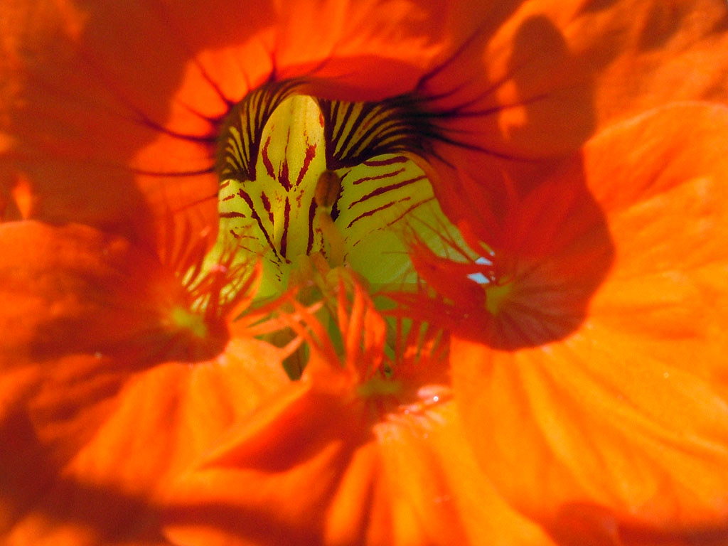 Inside a  Nasturtium flower