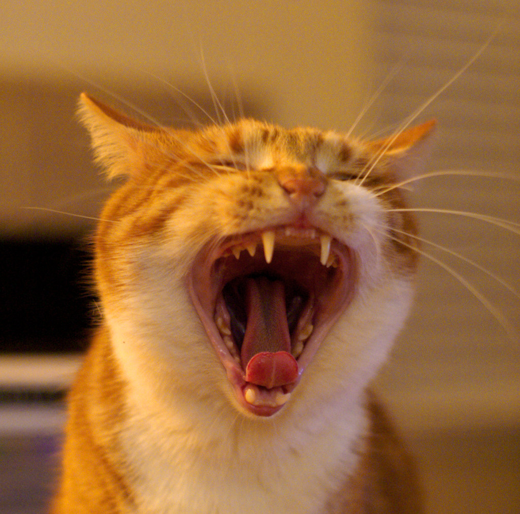 Раздирает рот зевота шире мексиканского. Зевающие коты. Зеваю. Рыжий кот зевает. Кот широко зевает.