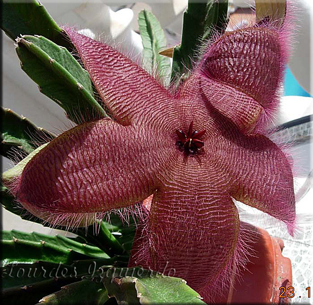Stapelia grandiflora x gigantea