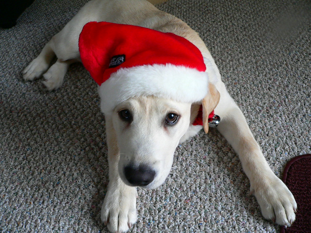 Christmas Dog
