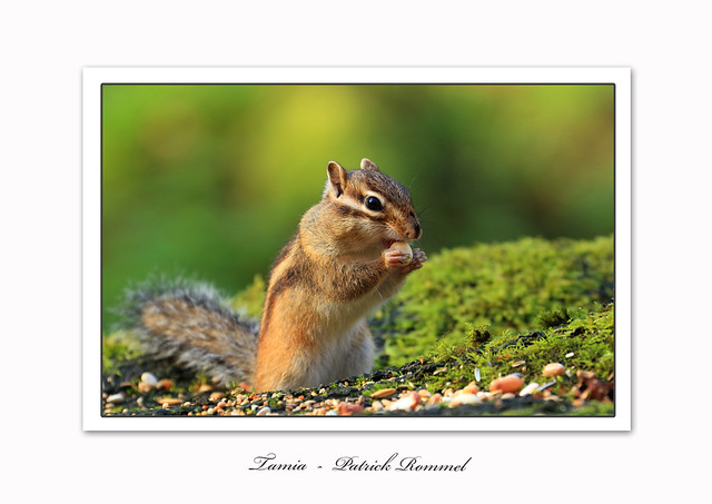Rommel Patrick Patrick Rommel | Flickr