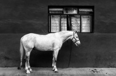 Horse & Window