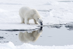 Polar Bears near the North Pole