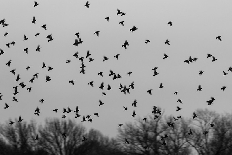 European Starling behavior