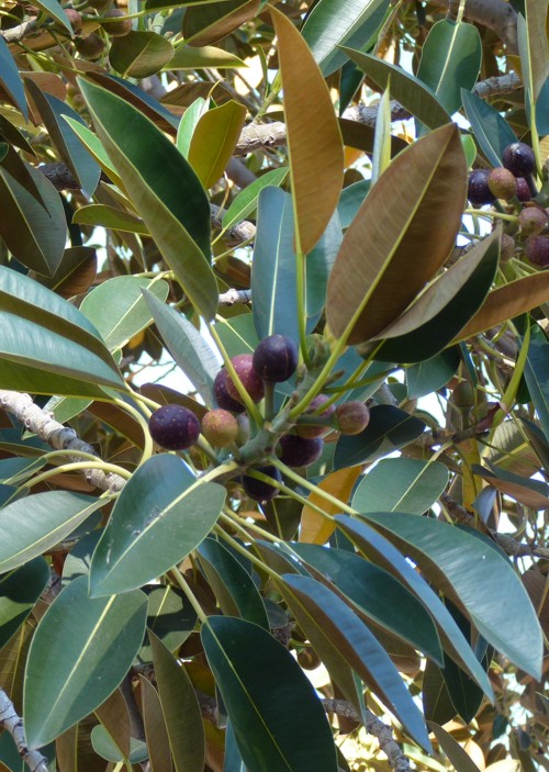 Ficus macrophylla (4-7-16 Parque Balboa)