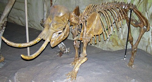 Mammuthus falconeri (dwarf mammoth) (Upper Pleistocene, ~1… | Flickr