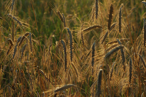 summer nature field d50 nikon country poland rye grainfield kaszuby kłączno klaczno