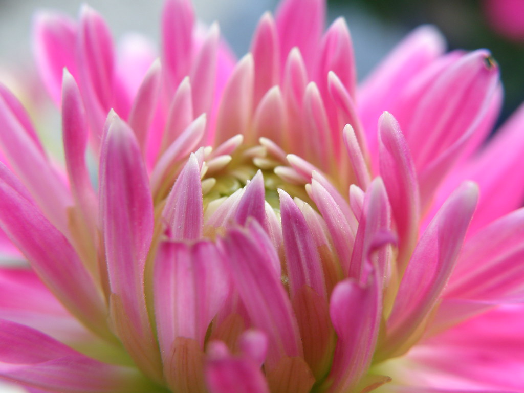 DEIXA DÁLIA, FLOR MIMOSA | Deixa, dália, flor mimosa, D'oste… | Flickr