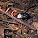 Flickr photo 'Lampropeltis zonata, California Mountain King Snake, Los Gatos, California' by: slapcin.