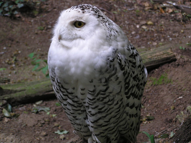 Nyctea scandiaca - Snowy owl - Chouette Harfang des neiges - Juin 04