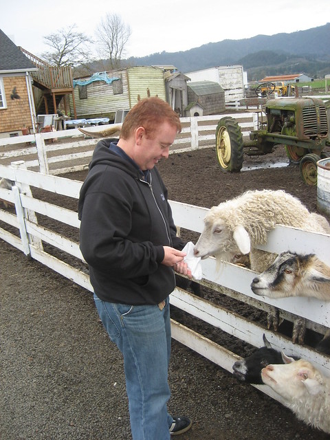 Tony and the sheeps