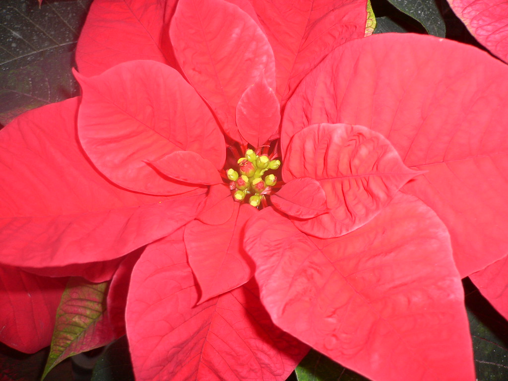 Stella Di Natale Wikipedia.Red Christmas Star Euphorbia Pulcherrima Commonly Named P Flickr