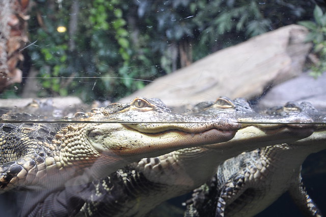 Happy Alligators
