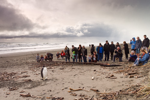 winter newzealand beach penguin crowd northisland emperorpenguin kapiticoast pekapeka pekapekabeach