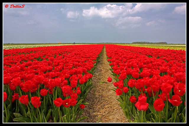 Flowering Zijpe - Holland