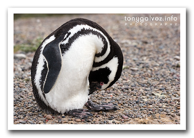 pingüino de Magallanes / Magellanic penguin