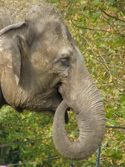 Elephas maximus indicus (Indian Elephant / Indische olifant)