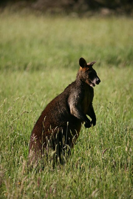 Black Wallaby (Wallabia bicolor) on the outskirts of Foster, South Gippsland, Victoria, Australia.