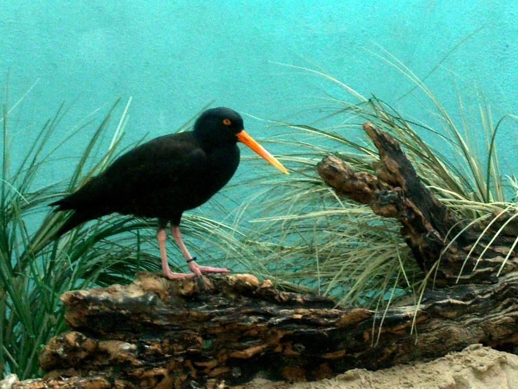Black Birds with Yellow Beaks in The Black Oystercatcher