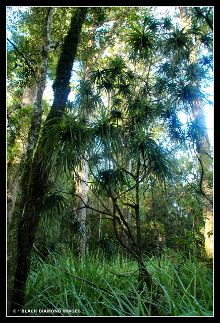 Dracophyllum latifolium - Neinei or Spiderwood - Manginangina Kauri Walk Puketi Forest,Northland,New Zealand