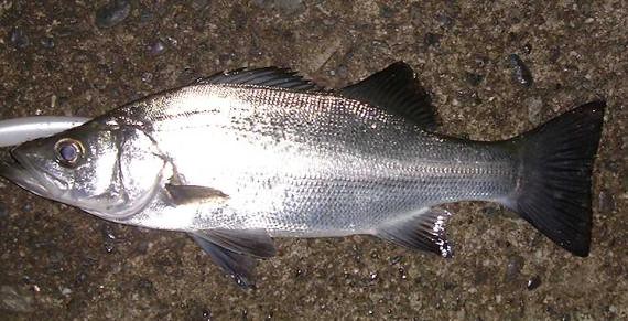 hiraseabass.jpg