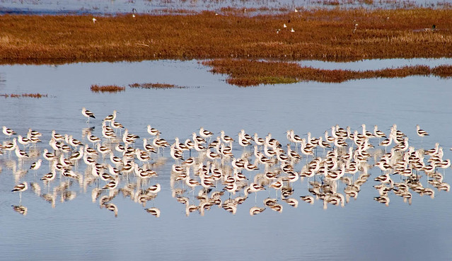 American Avocets At Attention