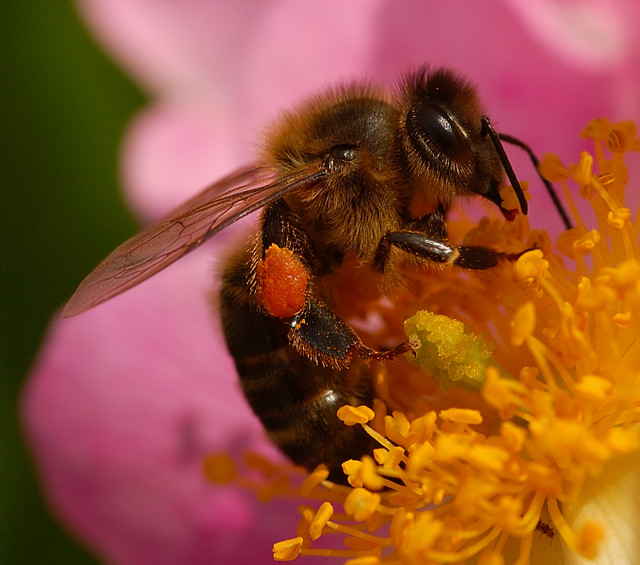 Resultado de imagen de abella obrera