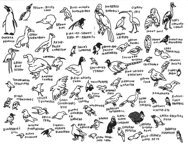 132 Birds at The American Museum of Natural History P3