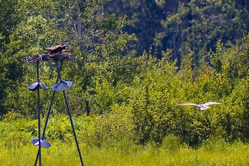 brown fish bird spring wings flooding michigan raptor marsh osprey houghtonlake nestingplatform