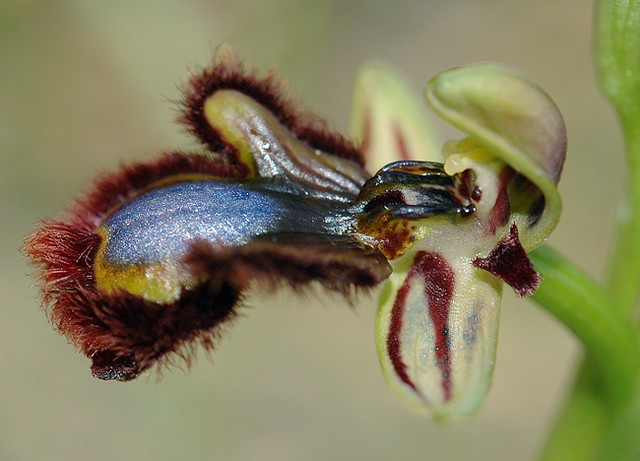 d0802054 | Spiegel-Ragwurz (Ophrys speculum). Mallorca, 13.04.2008