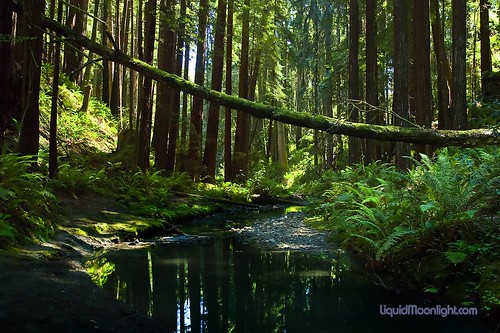 The Deep Dark Forest - Stillwater Cove State Park California by Darvin Atkeson