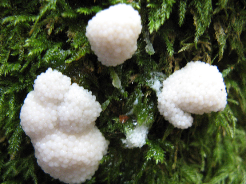 White slime mould (poss Enteridium lycoperdon), Growing on …