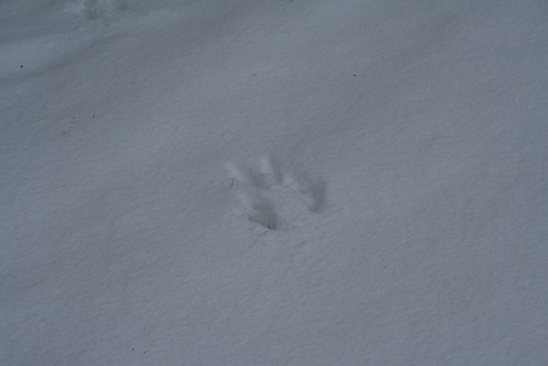 Rabbit Prints in the Fresh Snow | Garrett Graff | Flickr