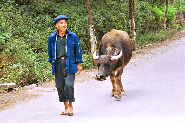 A Chinese Farmer Walking with His Ox -:- China 2001
