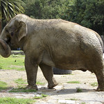 Dancing elephant