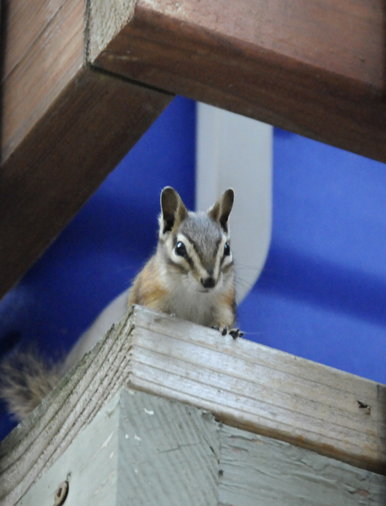 Chipmonk Curiosity | Just past dawn and this chipmonk is won… | Flickr