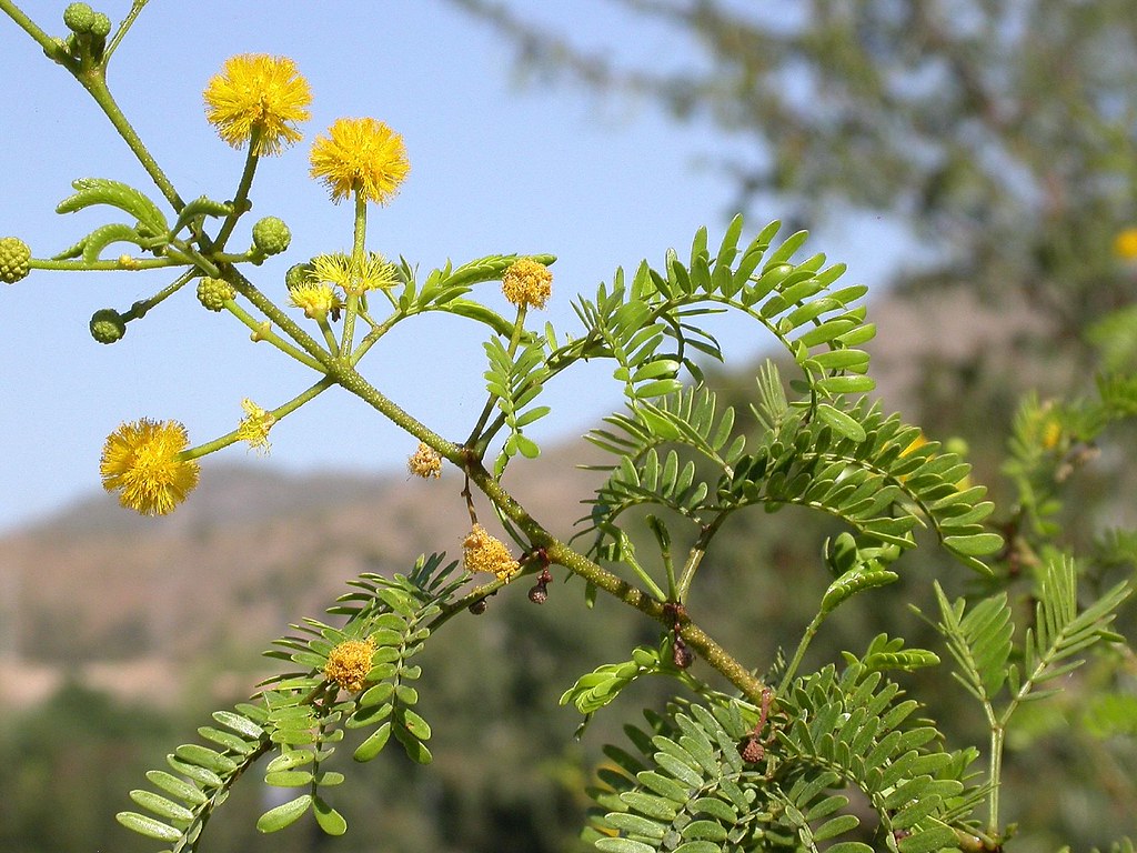 Acacia karroo (Hayne)