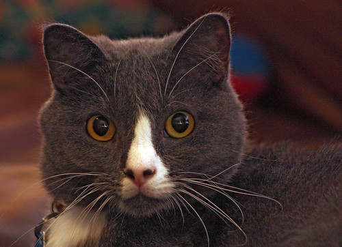 Simba Relaxing (Explored) | by Tai Shan, Sooperpanna!