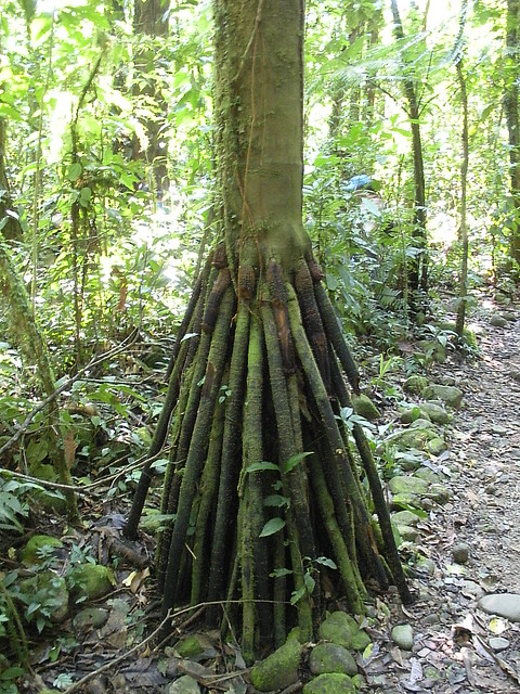Tree with many roots